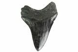 Serrated, Fossil Megalodon Tooth - South Carolina #137074-1